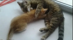 Когато котенцата започват да се ядат